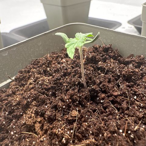 Sticky Orange XXL growlog timeline photo