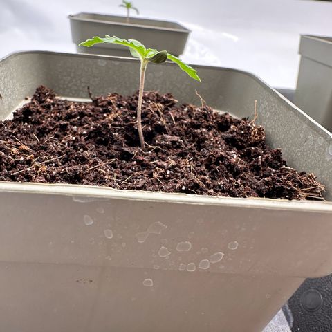 Sticky Orange XXL growlog timeline photo
