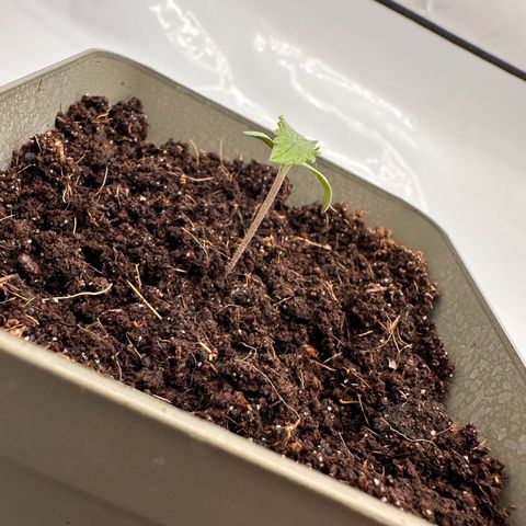 Sticky Orange XXL growlog timeline photo