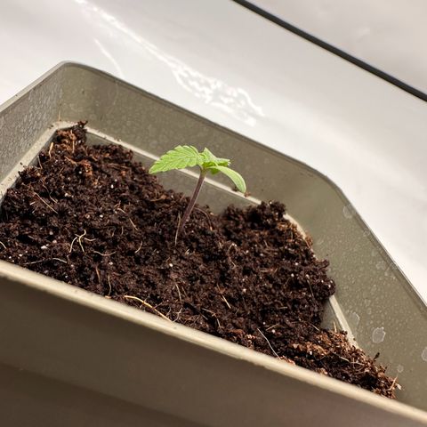 Sticky Orange XXL growlog timeline photo