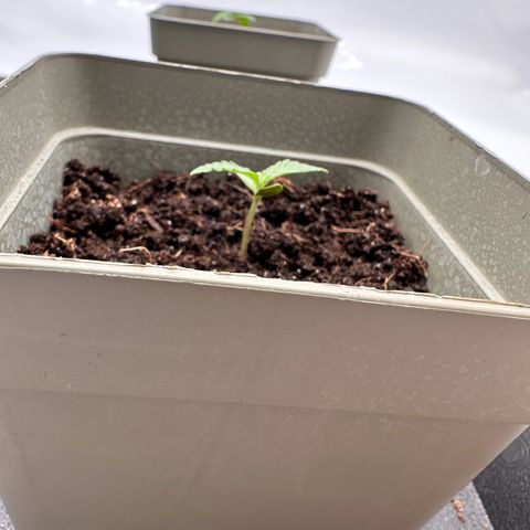 Sticky Orange XXL growlog timeline photo