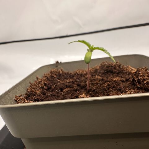 Sticky Orange XXL growlog photo: 1. wächst nach rechts. Habe sie umgedreht. Schauen was passiert 