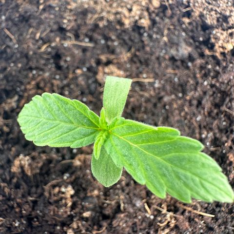 Sticky Orange XXL growlog photo: 1. wächst nach rechts. Habe sie umgedreht. Schauen was passiert 
