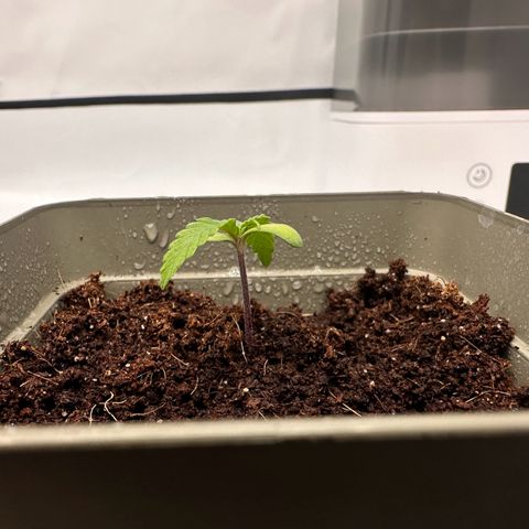 Sticky Orange XXL growlog photo: 2.