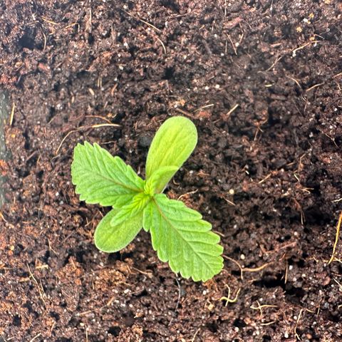 Sticky Orange XXL growlog photo: 2.