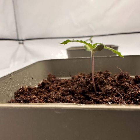 Sticky Orange XXL growlog photo: 3.