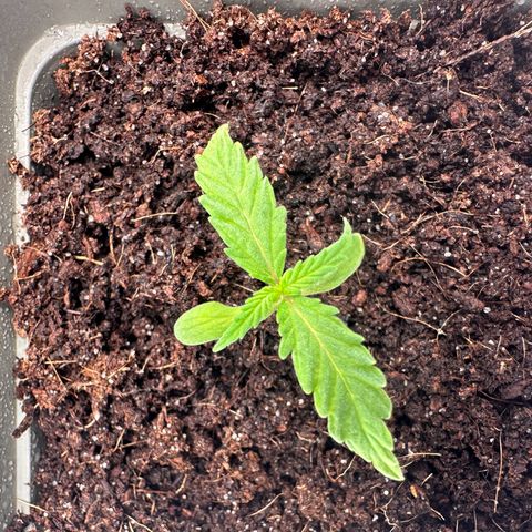 Sticky Orange XXL growlog photo: 3.