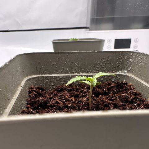 Sticky Orange XXL growlog photo: 4. bislang die kleinste 