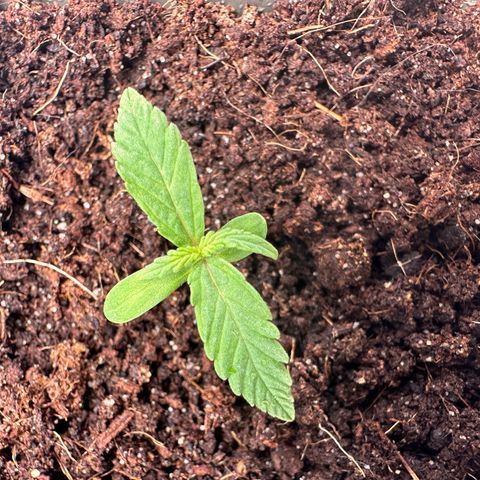Sticky Orange XXL growlog photo: 4. bislang die kleinste 