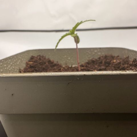 Sticky Orange XXL growlog photo: 1. Foto / Topf bereits umgedreht 