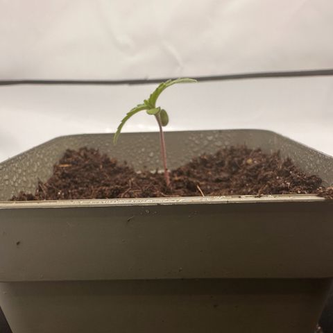 Sticky Orange XXL growlog photo: 1. Foto / Topf bereits umgedreht 