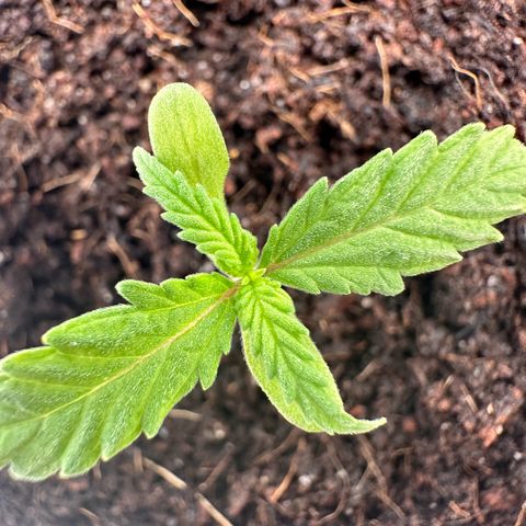 Sticky Orange XXL growlog photo: 3. Pflanze / die 4. Blätter kommen langsam zum Vorschein 