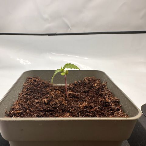 Sticky Orange XXL growlog photo: Lampe wieder auf 25% runter und weiter hoch. Lux auf ca. 6.000