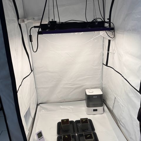 Sticky Orange XXL growlog photo: Lampe wieder auf 25% runter und weiter hoch. Lux auf ca. 6.000