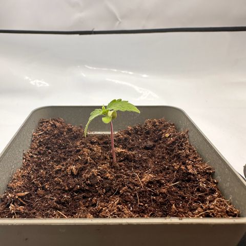 Sticky Orange XXL growlog photo: Lampe wieder auf 25% runter und weiter hoch. Lux auf ca. 6.000