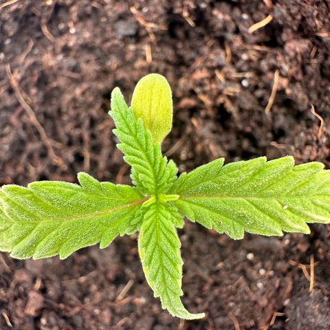 Sticky Orange XXL growlog photo: 3. Pflanze - bekommt vier Blätter an den Seiten 
