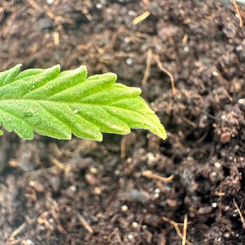 Sticky Orange XXL growlog timeline photo