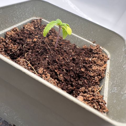Sticky Orange XXL growlog timeline photo