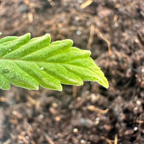 Sticky Orange XXL growlog timeline photo