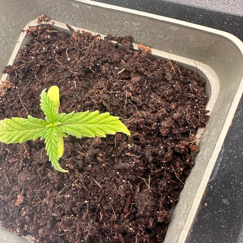 Sticky Orange XXL growlog timeline photo