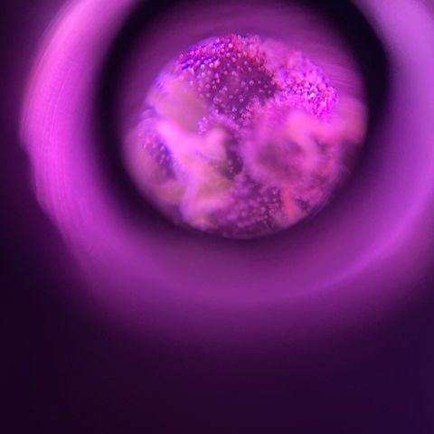 Bloody Skunk auto growlog timeline photo