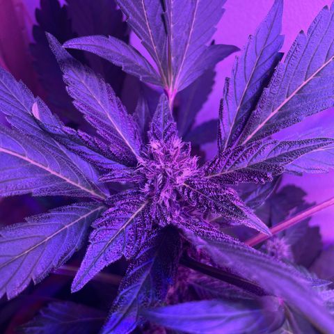 Bloody Skunk auto growlog timeline photo