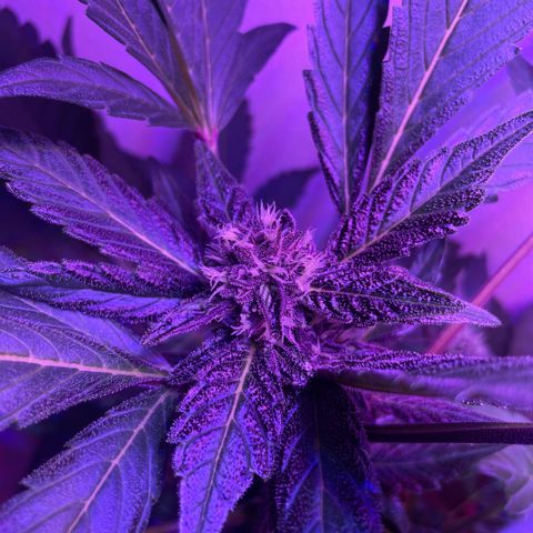 Bloody Skunk auto growlog timeline photo