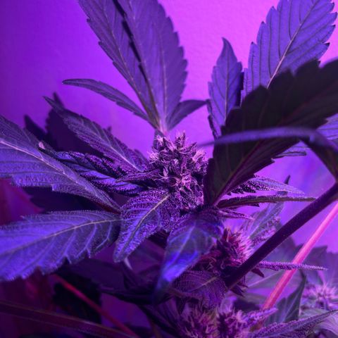 Bloody Skunk auto growlog timeline photo