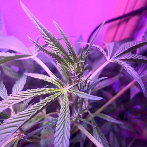 Unbekannter Strain growlog timeline photo