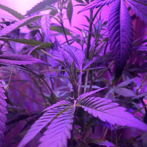 Unbekannter Strain growlog timeline photo