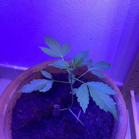 Bloody Skunk auto growlog timeline photo