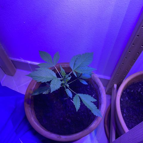 Bloody Skunk auto growlog timeline photo