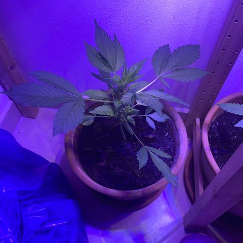 Bloody Skunk auto growlog timeline photo