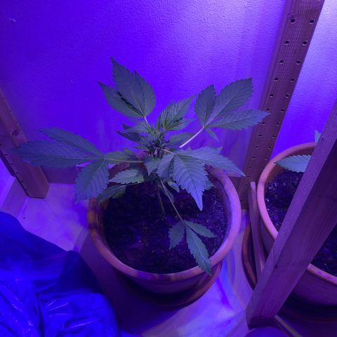 Bloody Skunk auto growlog timeline photo