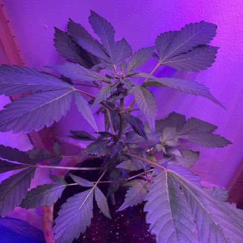 Bloody Skunk auto growlog timeline photo