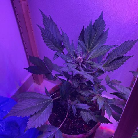 Bloody Skunk auto growlog timeline photo