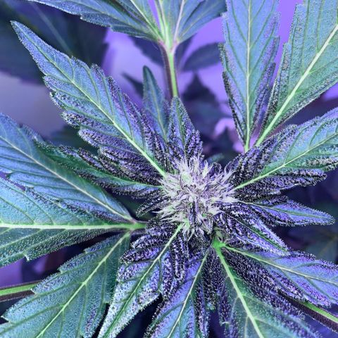 Bloody Skunk auto growlog timeline photo