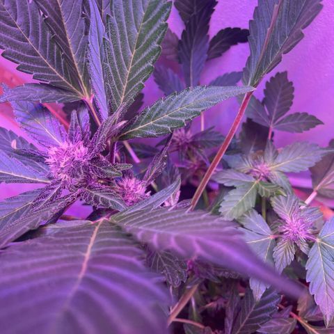 Bloody Skunk auto growlog timeline photo