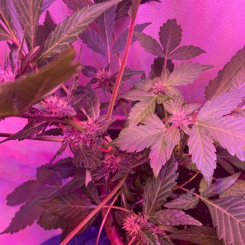 Bloody Skunk auto growlog timeline photo