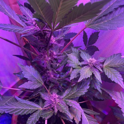 Bloody Skunk auto growlog timeline photo