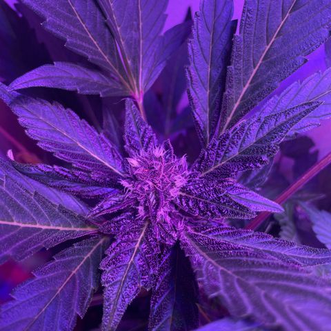 Bloody Skunk auto growlog timeline photo
