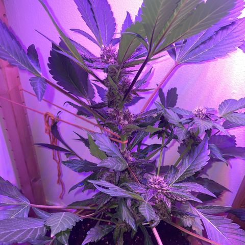 Bloody Skunk auto growlog timeline photo