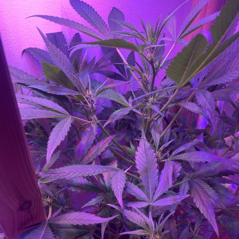 Unbekannter Strain growlog timeline photo