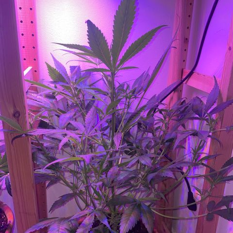 Unbekannter Strain growlog timeline photo