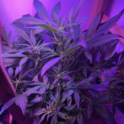 Unbekannter Strain growlog timeline photo