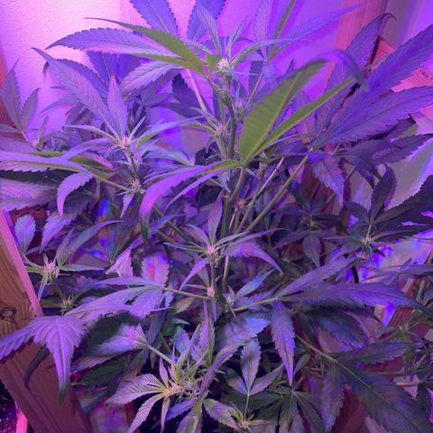 Unbekannter Strain growlog timeline photo