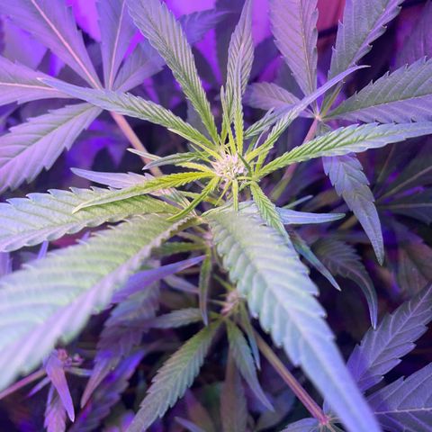 Unbekannter Strain growlog timeline photo