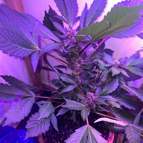 Bloody Skunk auto growlog timeline photo