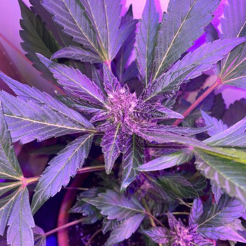 Bloody Skunk auto growlog timeline photo