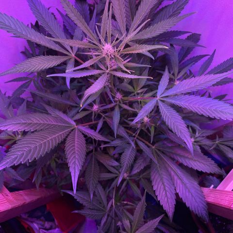 Unbekannter Strain growlog timeline photo